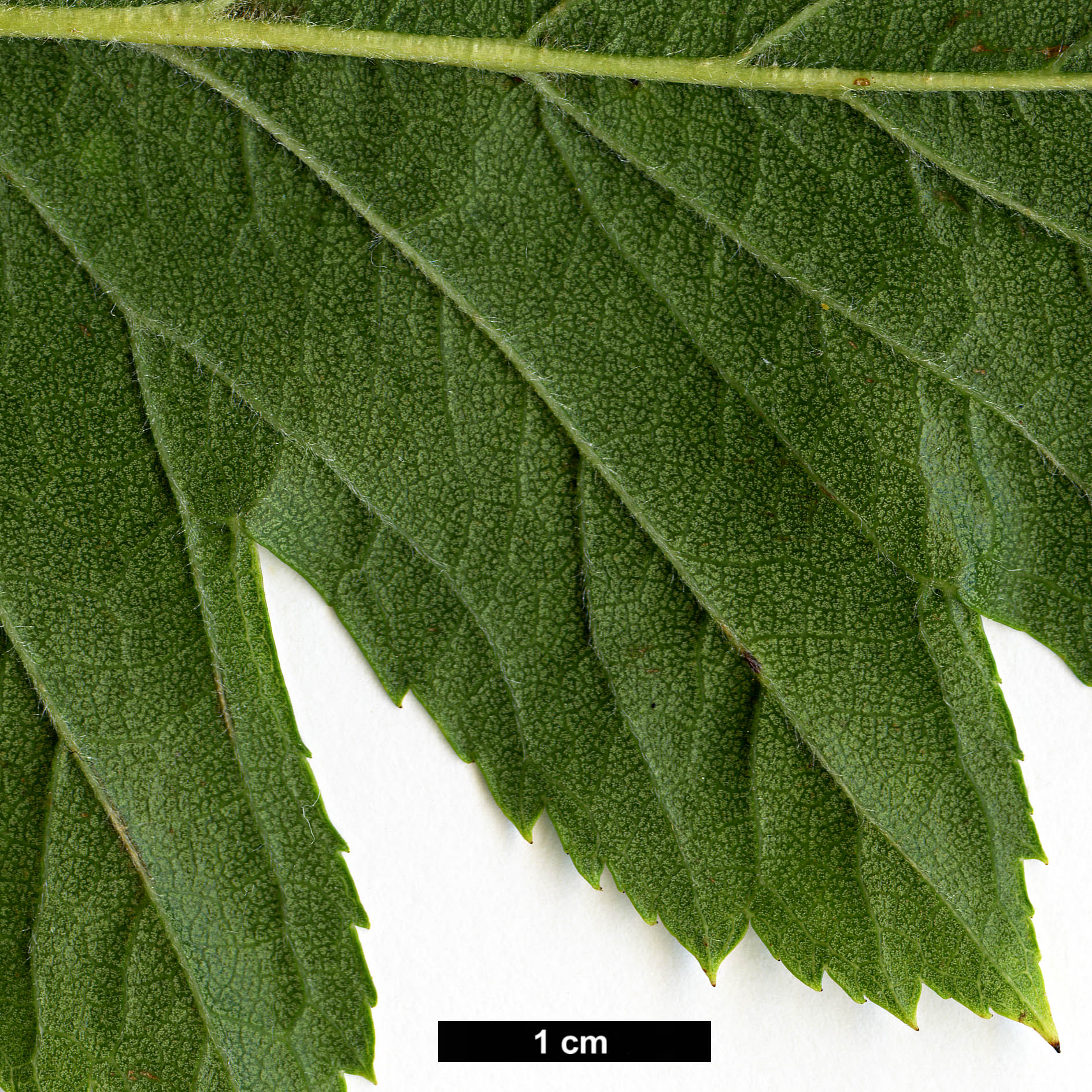 High resolution image: Family: Rosaceae - Genus: Crataegus - Taxon: pinnatifida - SpeciesSub: var. major High resolution image: Family: Rosaceae - Genus: Crataegus - Taxon: pinnatifida - SpeciesSub: var. major